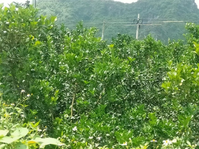 广西和柑橘自家果园价格优惠