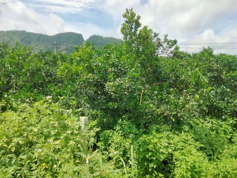 广西和柑橘自家果园价格优惠