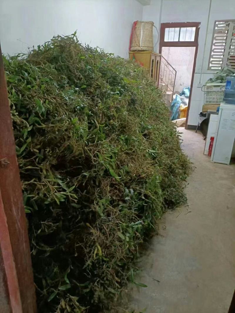 石橄榄、双叶大果、山货包邮