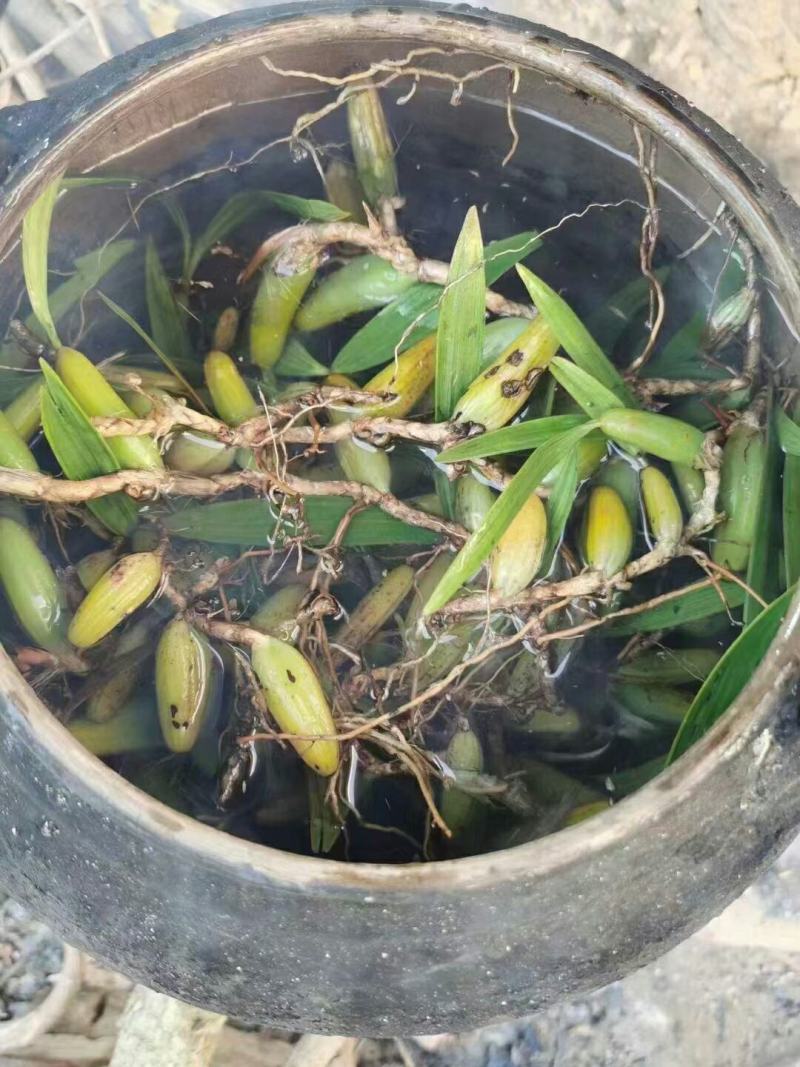 石橄榄、双叶大果、山货包邮