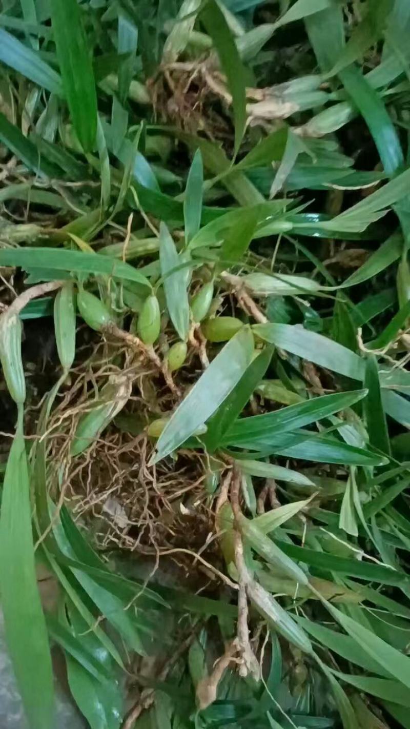 石橄榄、双叶大果、山货包邮