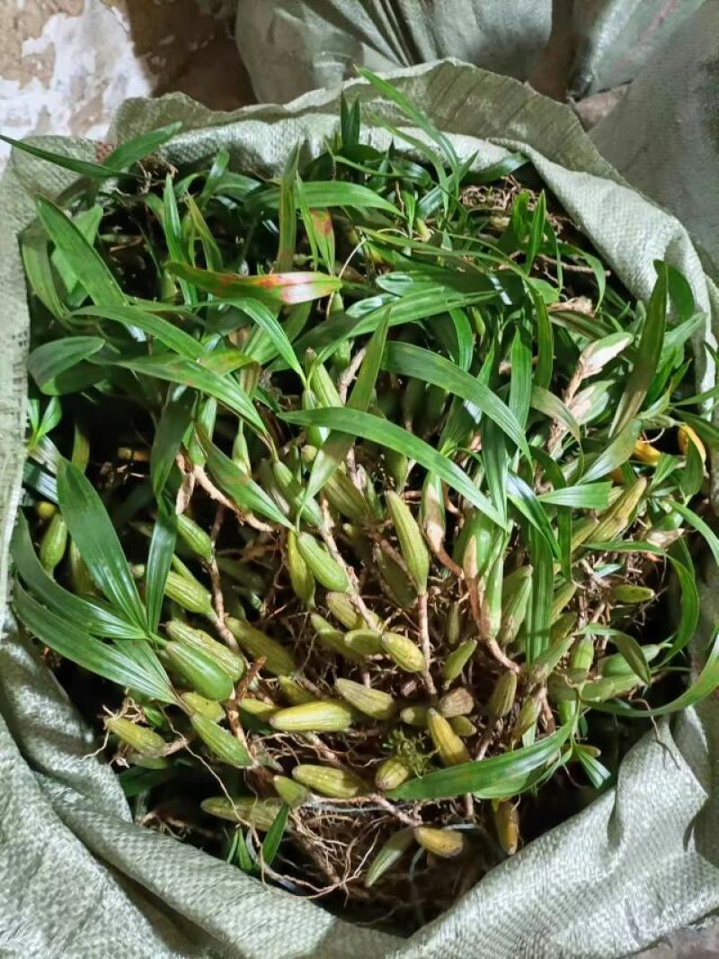 石橄榄、双叶大果、山货包邮