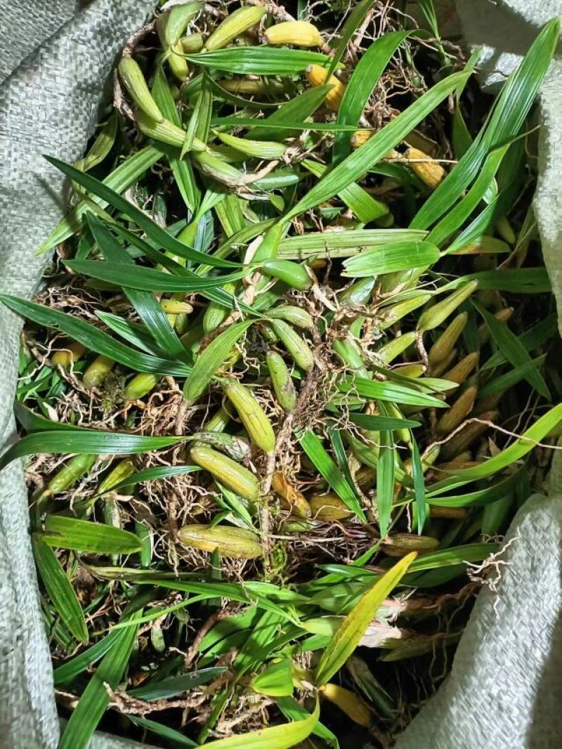 石橄榄、双叶大果、山货包邮