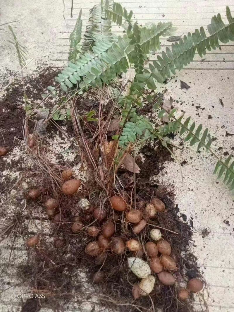 石黄皮、凤凰蛋山货包邮发货