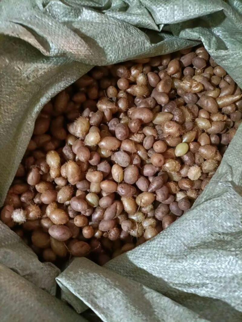 石黄皮、凤凰蛋山货包邮发货