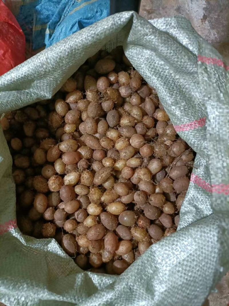 石黄皮、凤凰蛋山货包邮发货