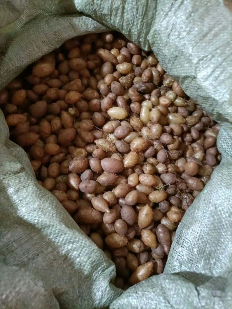 石黄皮、凤凰蛋山货包邮发货