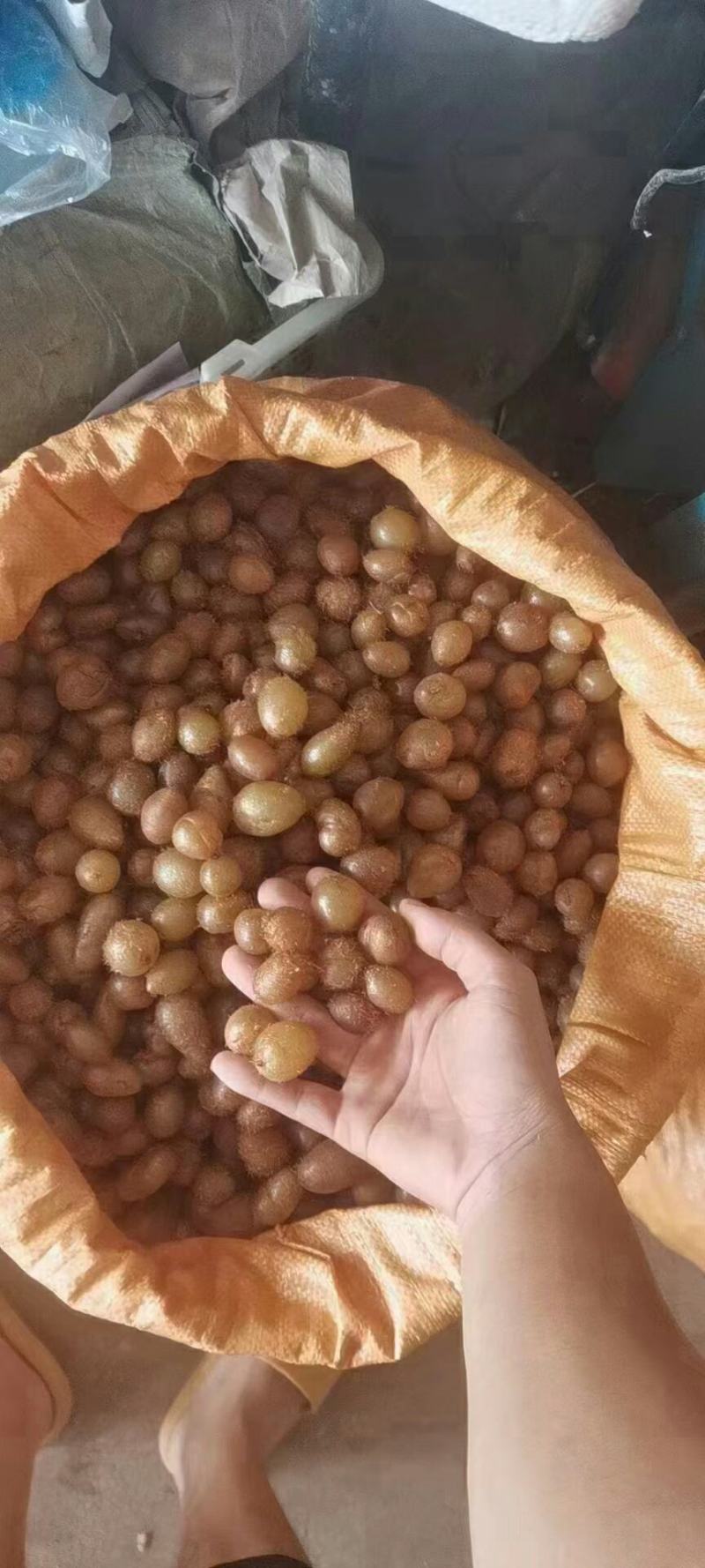 石黄皮、凤凰蛋山货包邮发货