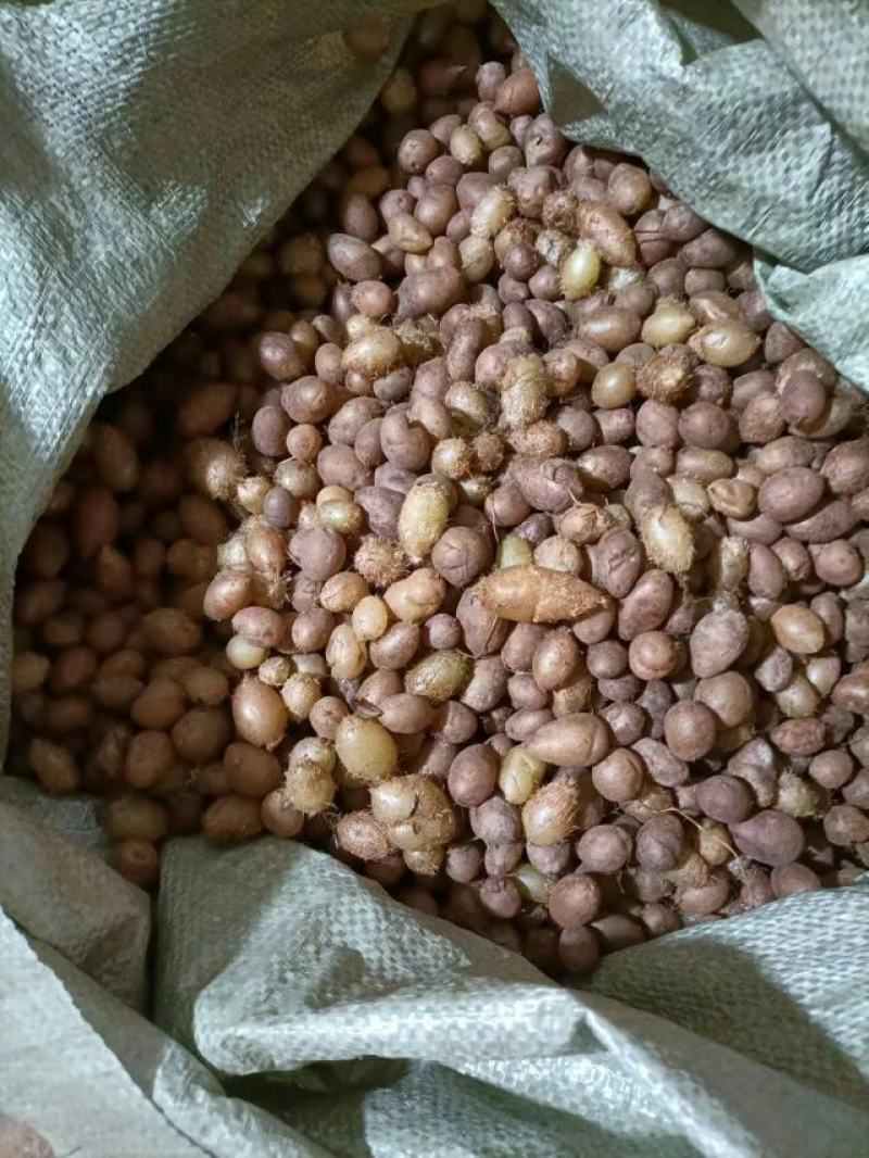 石黄皮、凤凰蛋山货包邮发货