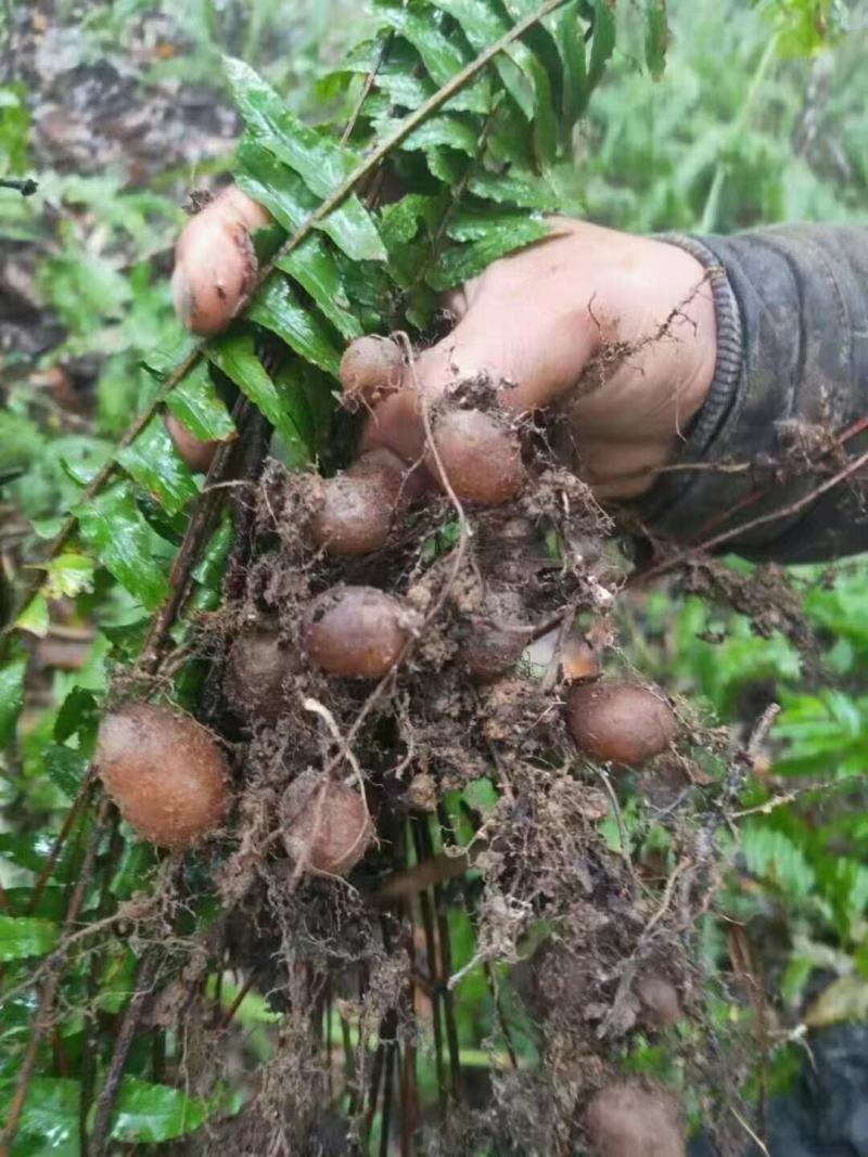 石黄皮、凤凰蛋山货包邮发货