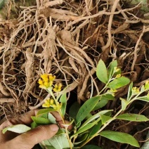 羊耳菊、白面风野生山货包邮发货