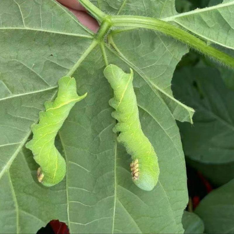 豆丹豆虫卵