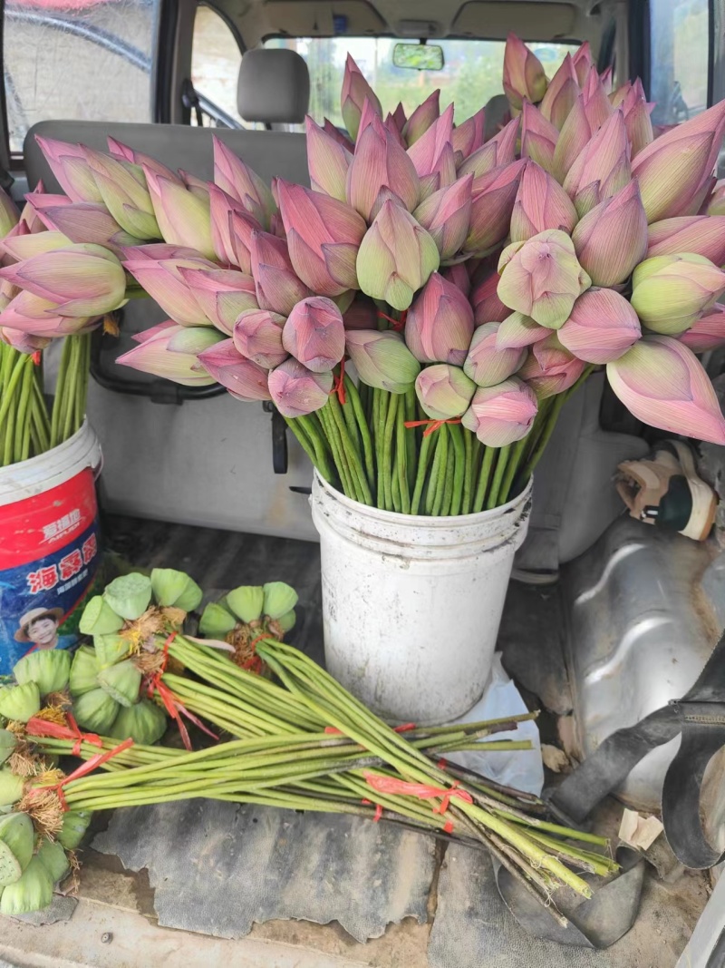 重瓣粉荷花，单瓣粉荷花，品种齐全，各种花色