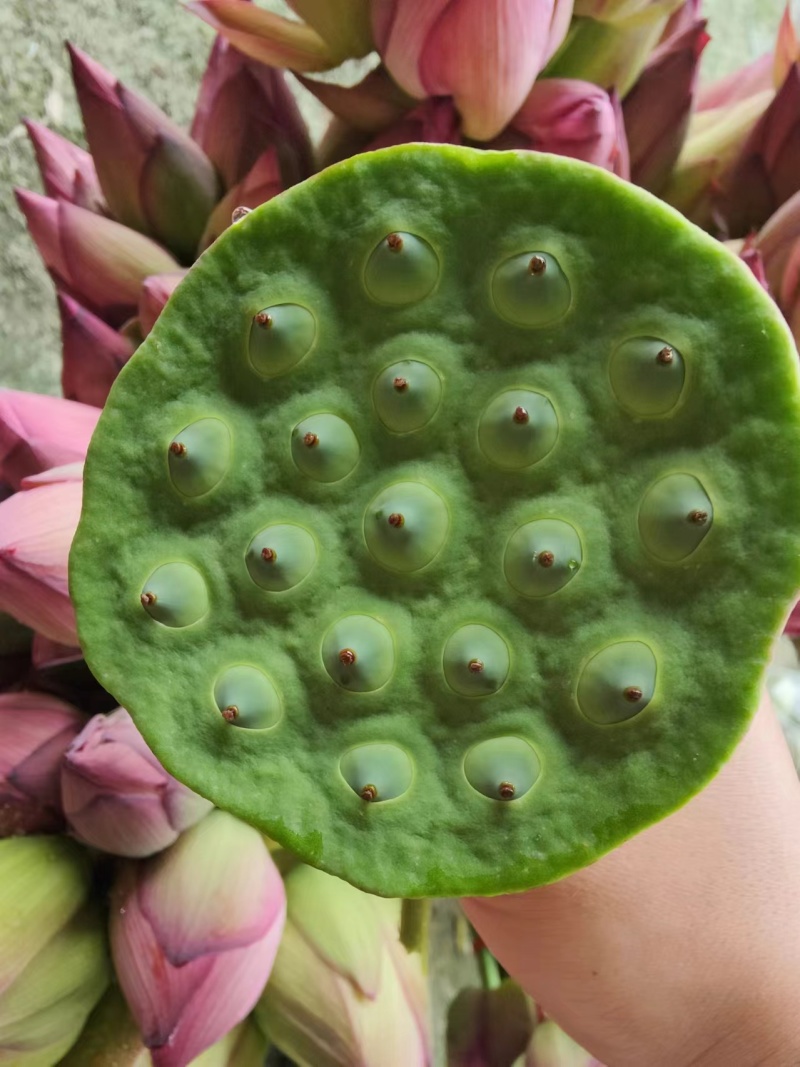 重瓣粉荷花，单瓣粉荷花，品种齐全，各种花色