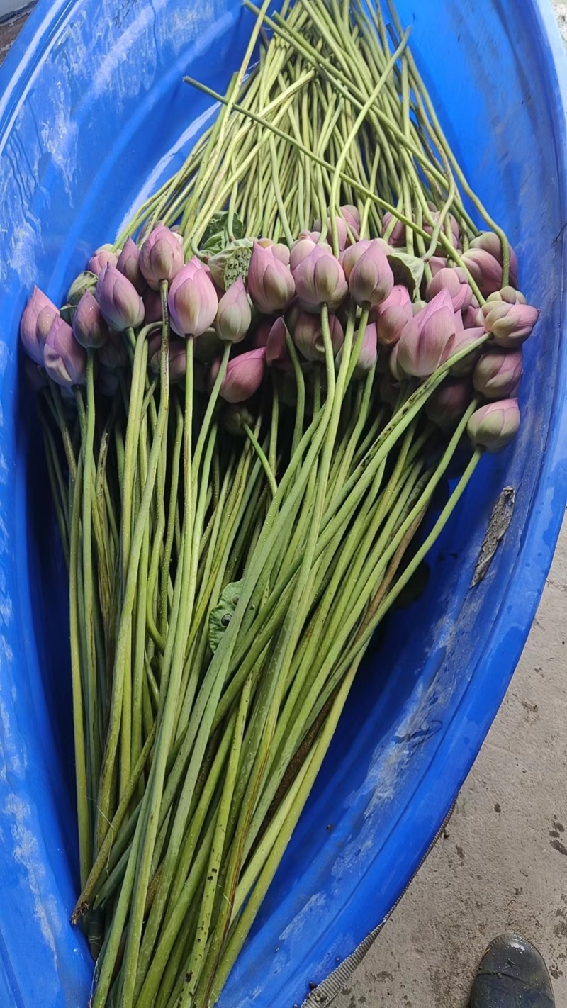 重瓣粉荷花，单瓣粉荷花，品种齐全，各种花色