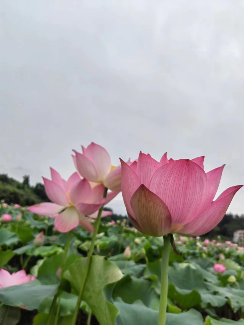 重瓣粉荷花，单瓣粉荷花，品种齐全，各种花色