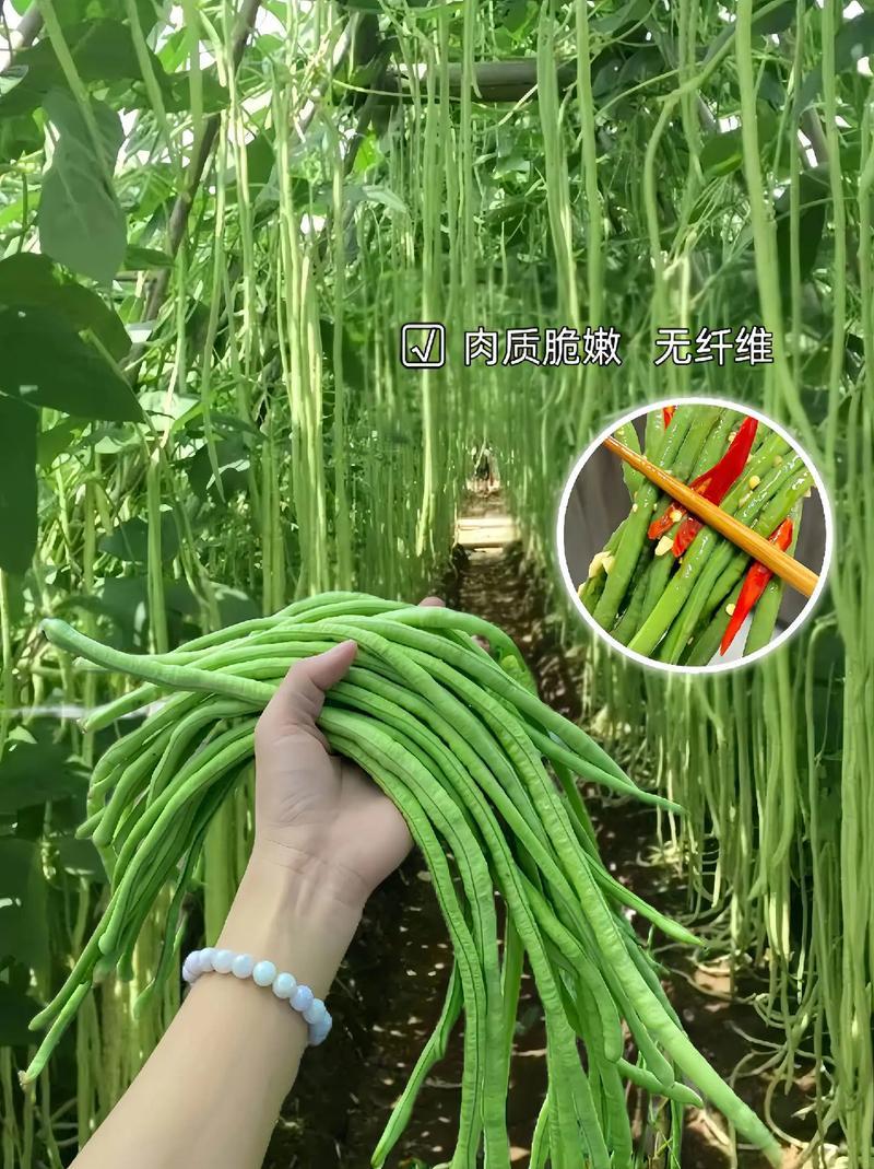 原装真翠8号豆角种子高产抗病早熟四季播种荚长肉厚条荚翠绿