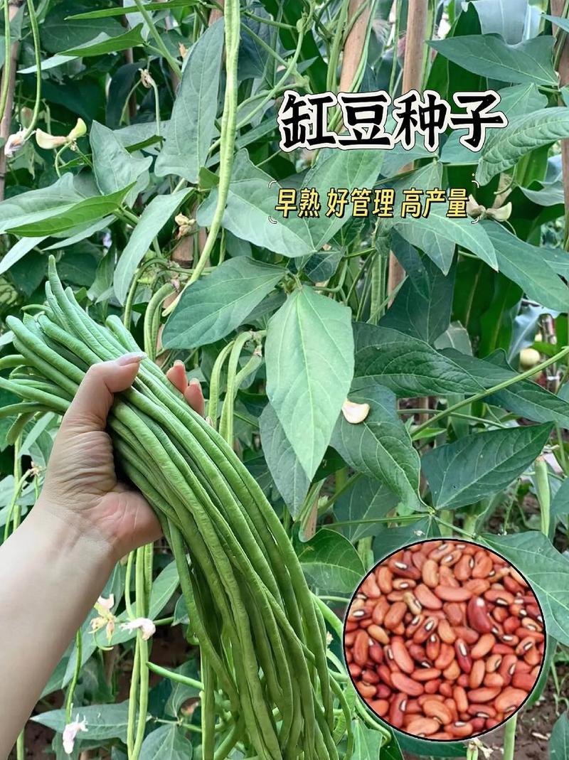 原装真翠8号豆角种子高产抗病早熟四季播种荚长肉厚条荚翠绿
