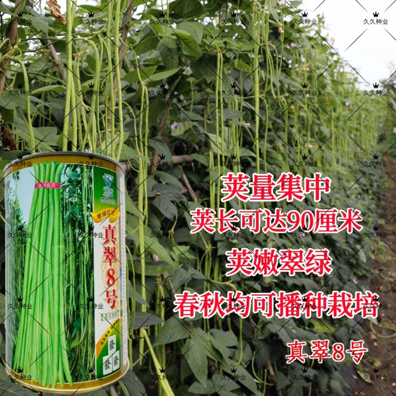 原装真翠8号豆角种子高产抗病早熟四季播种荚长肉厚条荚翠绿