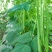 【推荐】小金豆四季豆山西应县豆角产地直供品类齐全量大质优