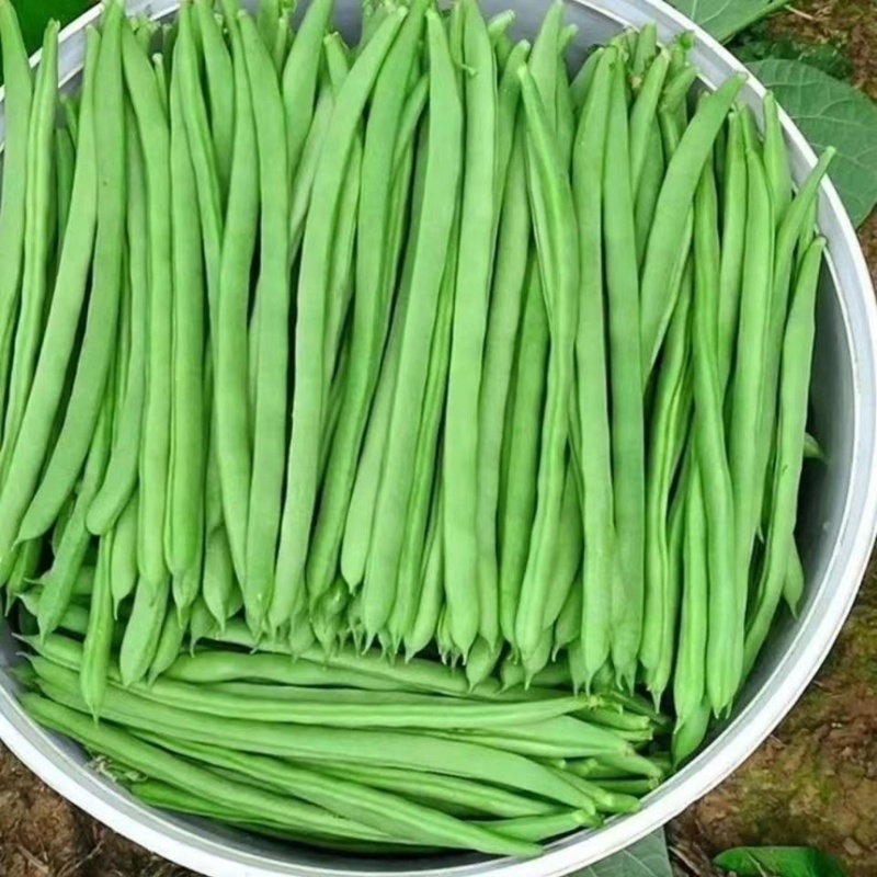 【推荐】小金豆四季豆山西应县豆角产地直供品类齐全量大质优