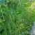 【推荐】小金豆四季豆山西应县豆角产地直供品类齐全量大质优