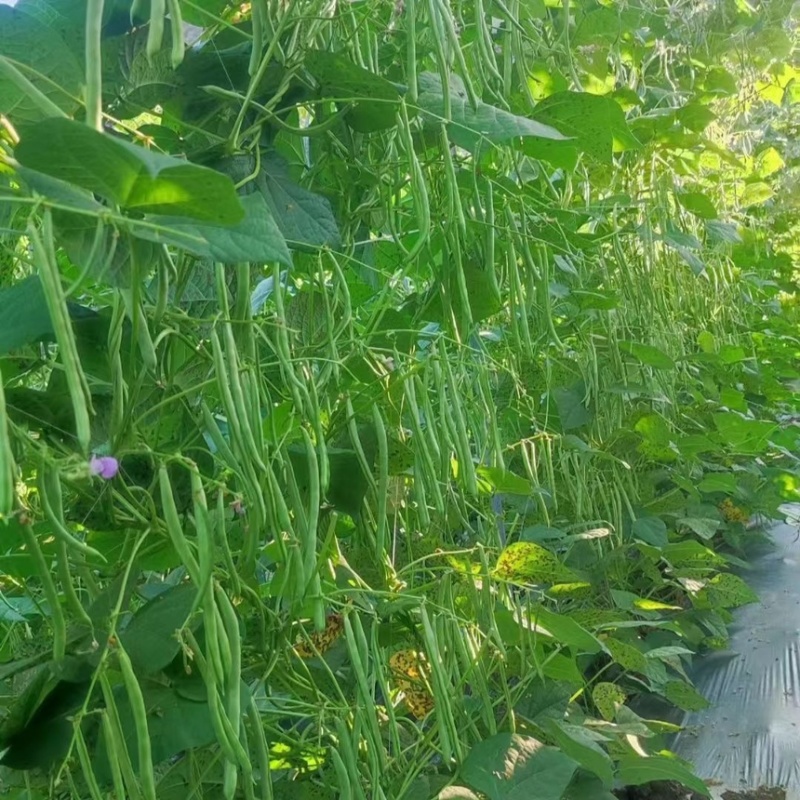 【推荐】小金豆四季豆山西应县豆角产地直供品类齐全量大质优