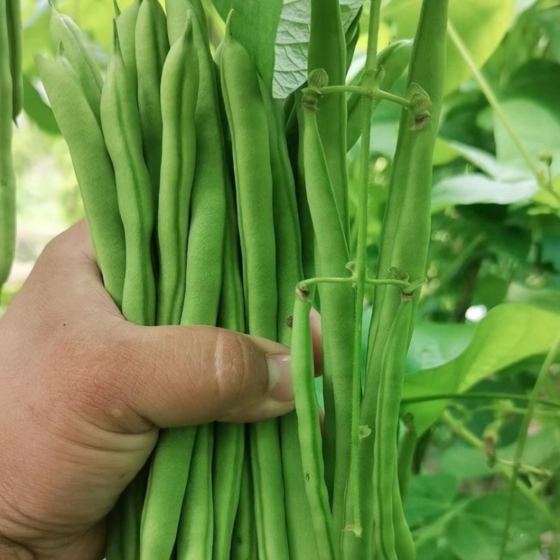 【推荐】小金豆四季豆山西应县豆角产地直供品类齐全量大质优