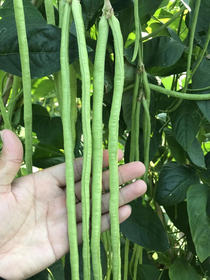 真翠7号豇豆种子高产耐热耐湿真正翠绿长豆角种子特长绿豆角