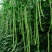 真翠7号豇豆种子高产耐热耐湿真正翠绿长豆角种子特长绿豆角