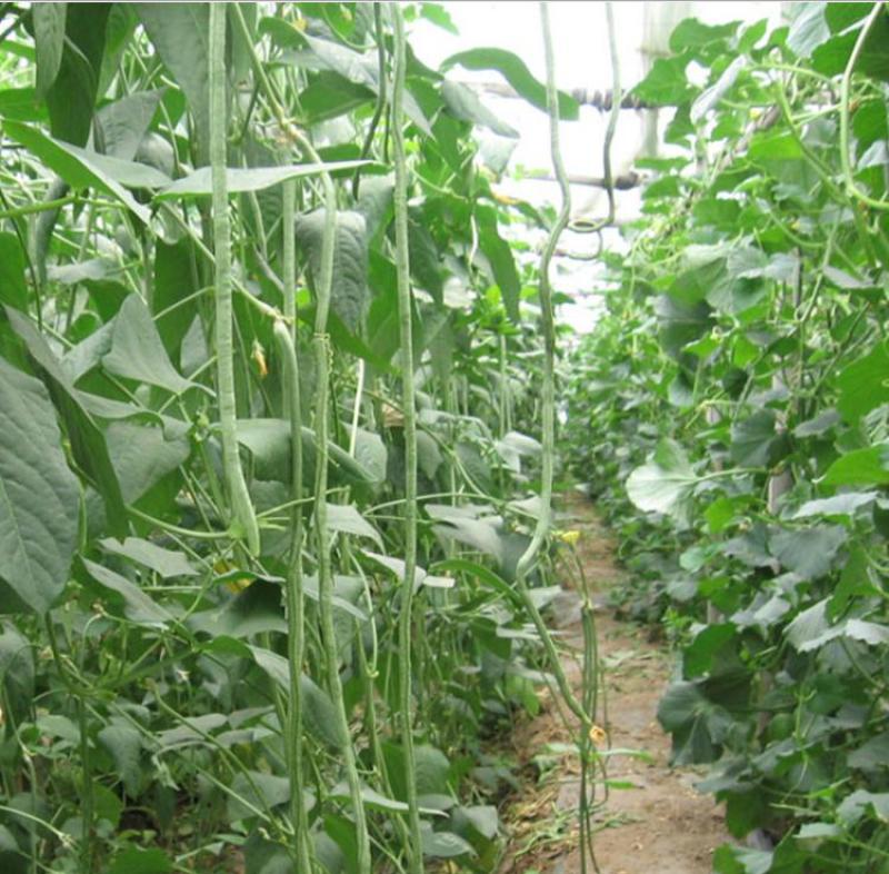 真翠7号豇豆种子高产耐热耐湿真正翠绿长豆角种子特长绿豆角