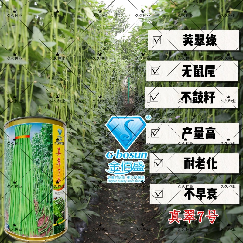真翠7号豇豆种子高产耐热耐湿真正翠绿长豆角种子特长绿豆角
