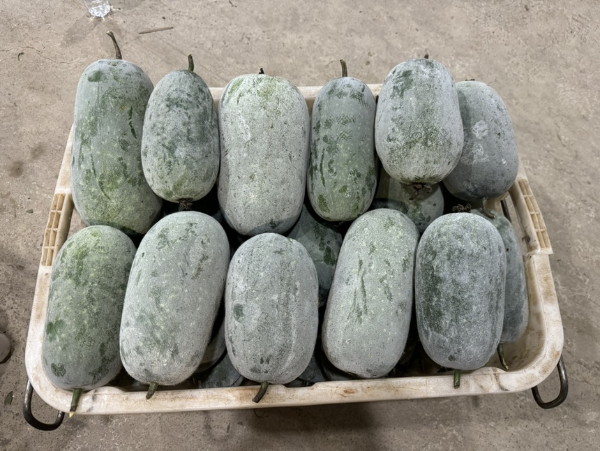 超市货架上摆放整齐的一串铃小冬瓜