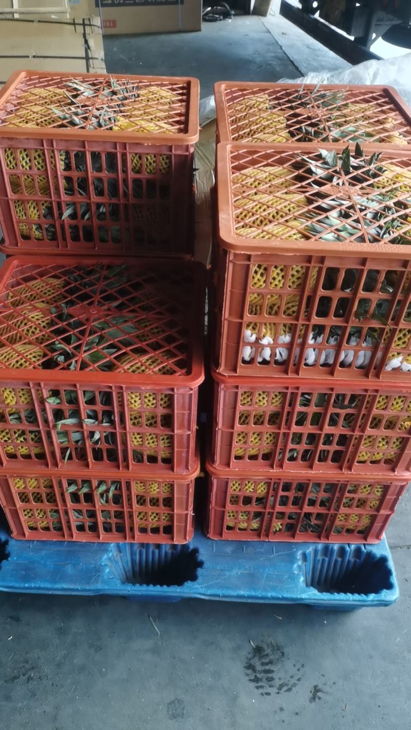 西双版纳金钻凤梨无眼菠萝商超精品市场果电商一件代发