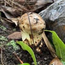 云南大理野生松茸现已上市，产地一手货源直发。