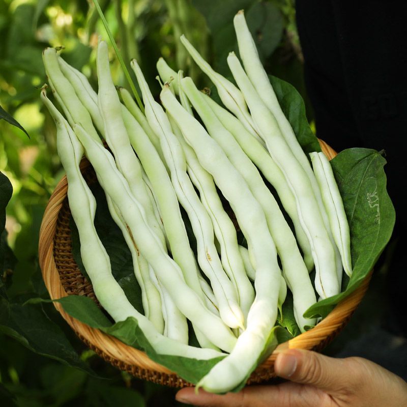 长胜将军97-5芸豆种子架豆高产抗病菜园大田四季蔬菜