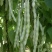 长胜将军97-5芸豆种子架豆高产抗病菜园大田四季蔬菜