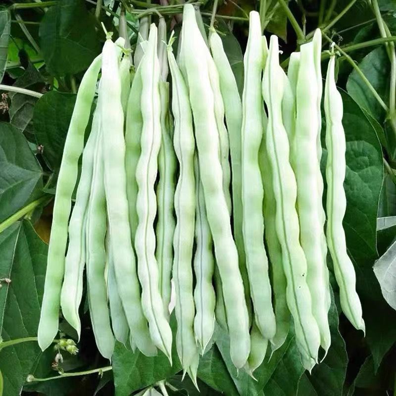 长胜将军97-5芸豆种子架豆高产抗病菜园大田四季蔬菜