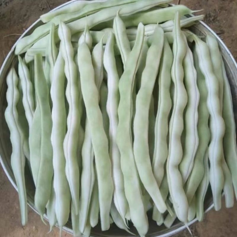 长胜将军97-5芸豆种子架豆高产抗病菜园大田四季蔬菜