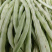 杂芸二号芸豆种子白芸豆架豆白扁四季豆早熟春秋大田高产大荚