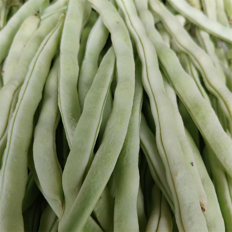 杂芸二号芸豆种子白芸豆架豆白扁四季豆早熟春秋大田高产大荚