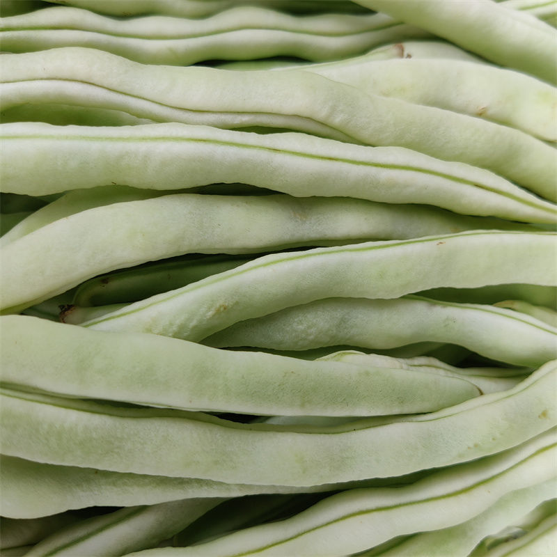 杂芸二号芸豆种子白芸豆架豆白扁四季豆早熟春秋大田高产大荚