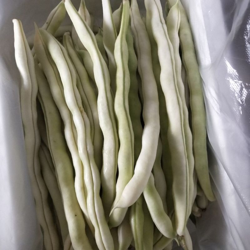 杂芸二号芸豆种子白芸豆架豆白扁四季豆早熟春秋大田高产大荚