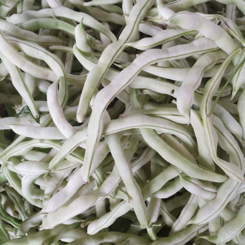 杂芸二号芸豆种子白芸豆架豆白扁四季豆早熟春秋大田高产大荚