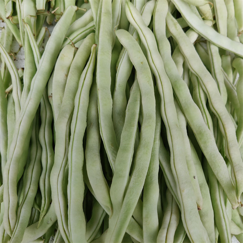 杂芸二号芸豆种子白芸豆架豆白扁四季豆早熟春秋大田高产大荚