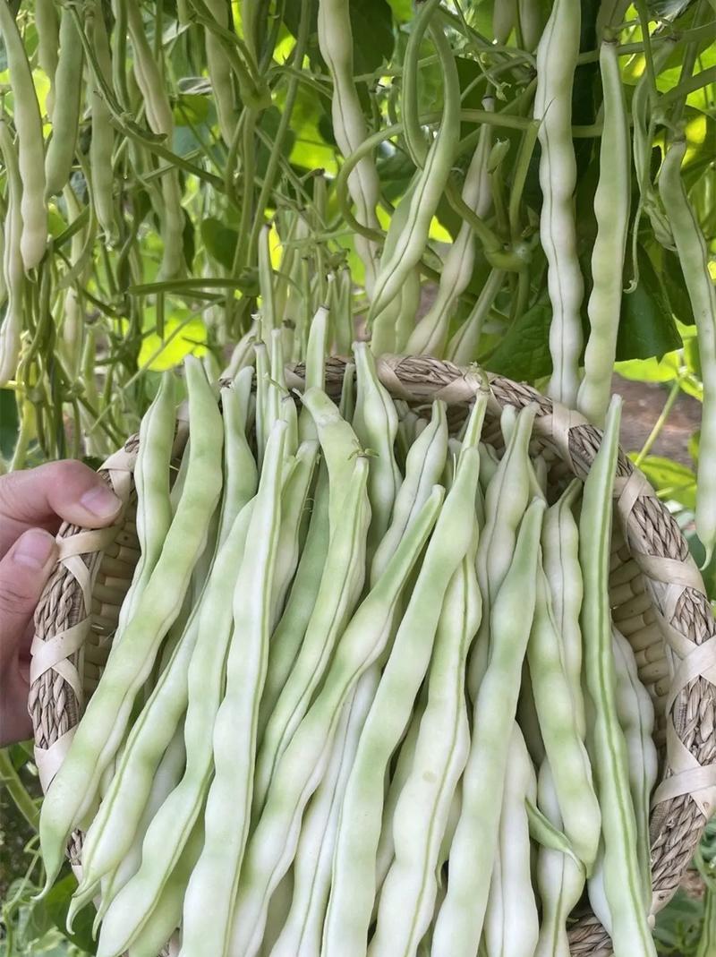 杂芸二号芸豆种子白芸豆架豆白扁四季豆早熟春秋大田高产大荚