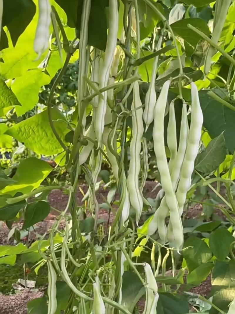 杂芸二号芸豆种子白芸豆架豆白扁四季豆早熟春秋大田高产大荚