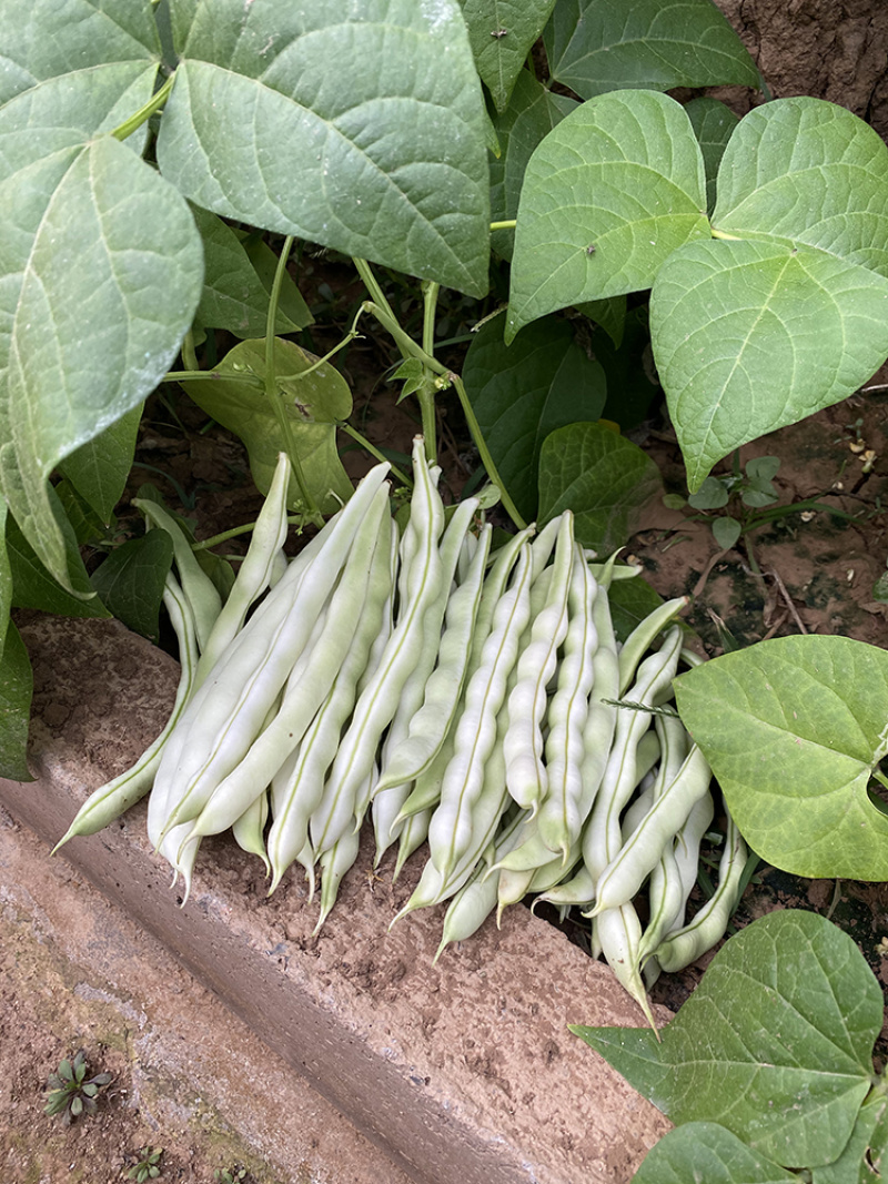 杂芸二号芸豆种子白芸豆架豆白扁四季豆早熟春秋大田高产大荚