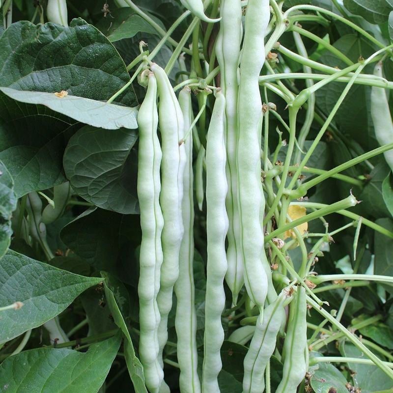 早美218芸架豆种子早熟豆角种籽高产九粒白芸豆四季豆
