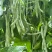早美218芸架豆种子早熟豆角种籽高产九粒白芸豆四季豆